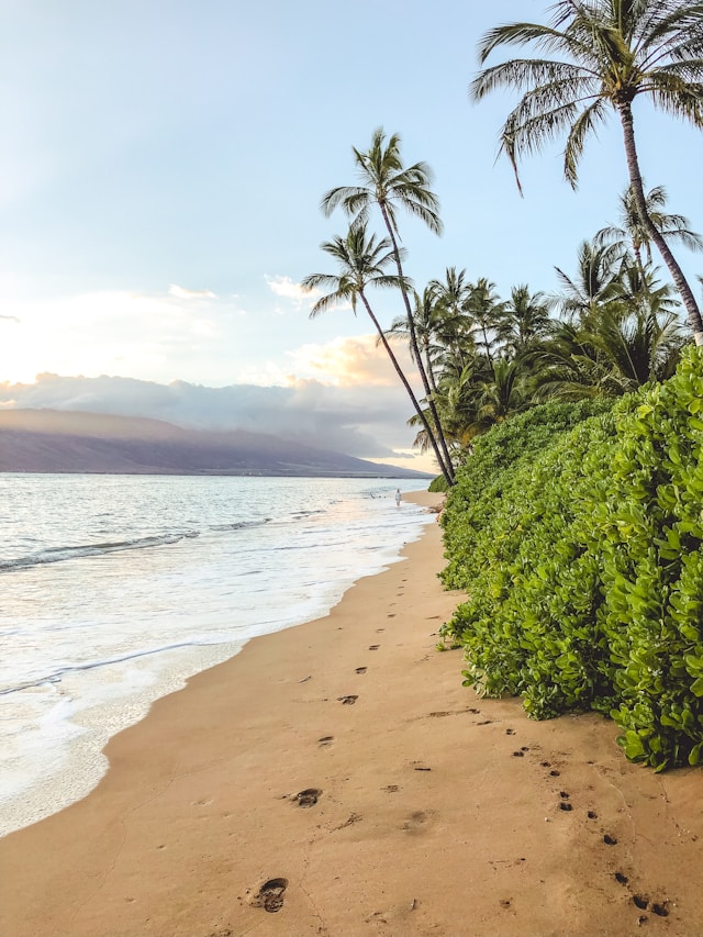 Maui, Hawaii. Beach, palm trees. Image by Unsplash