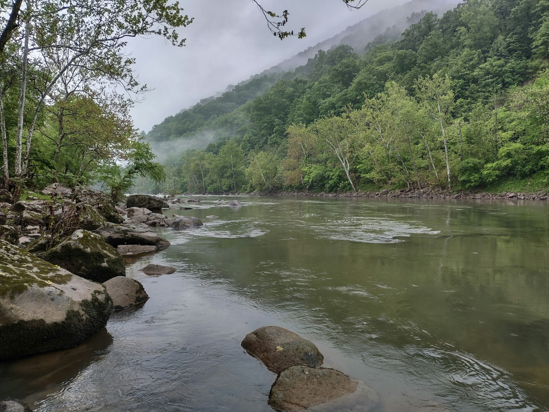 a river running through a lush green forest. Image by Unsplash