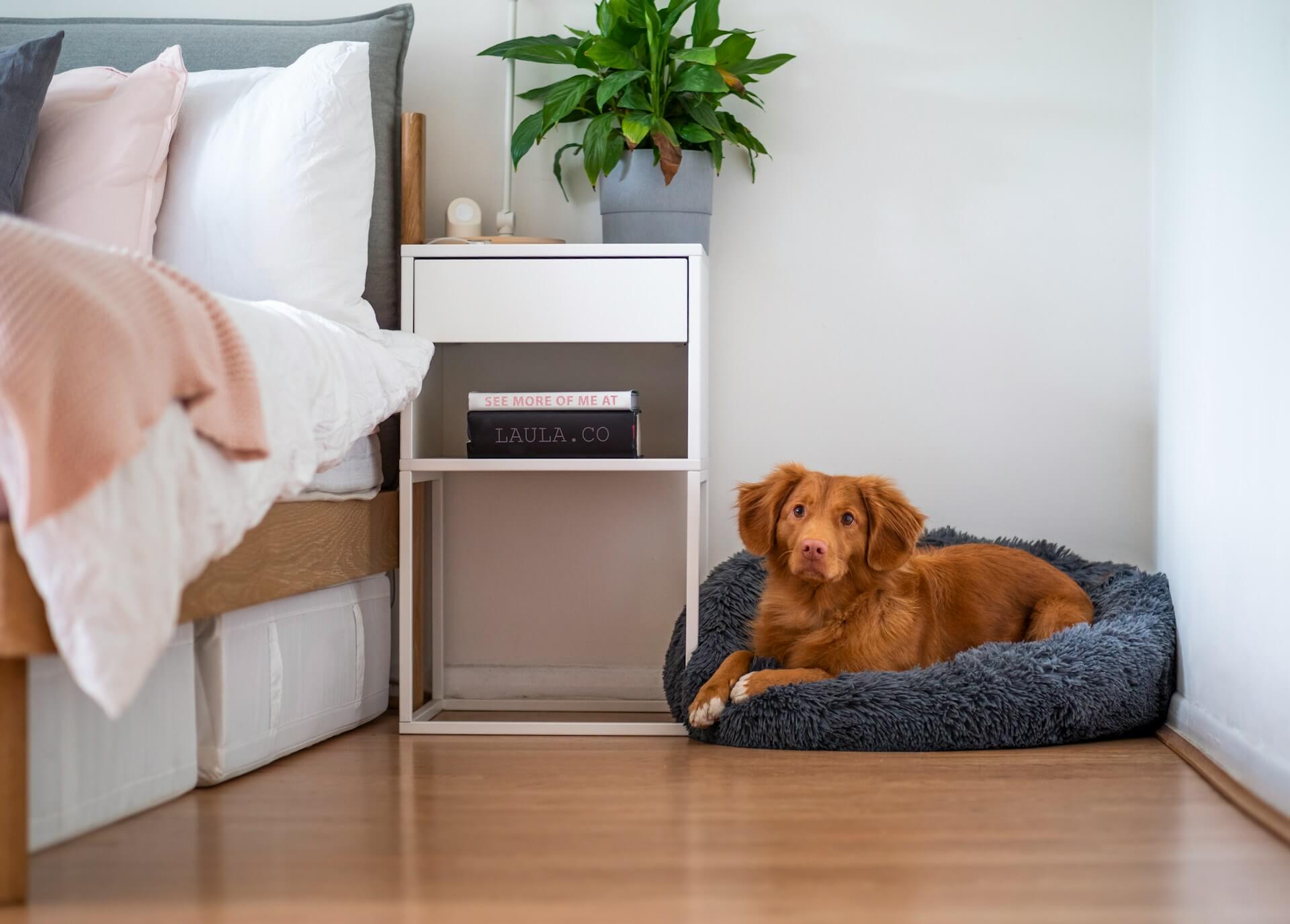 Dog on floor next to a bed. Image by Unsplash