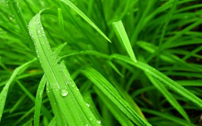 Grass, dewdrops