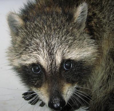 Raccoon