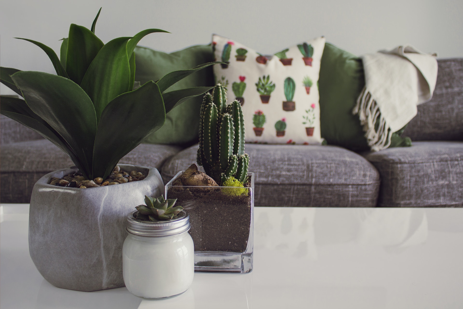 plants on a table, sofa in the background