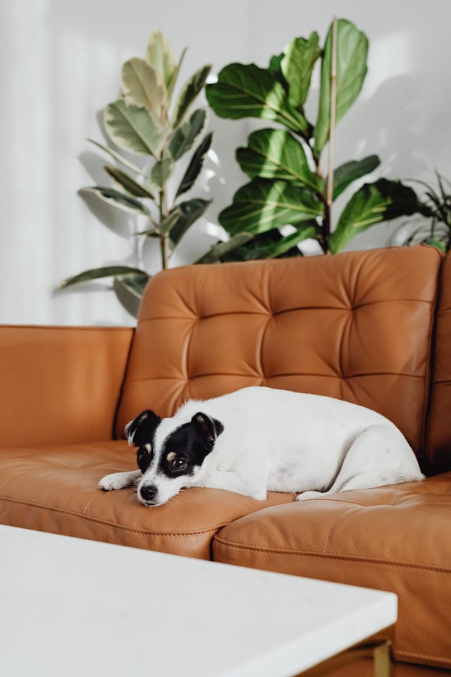 Dog on a sofa. Image by Pexels