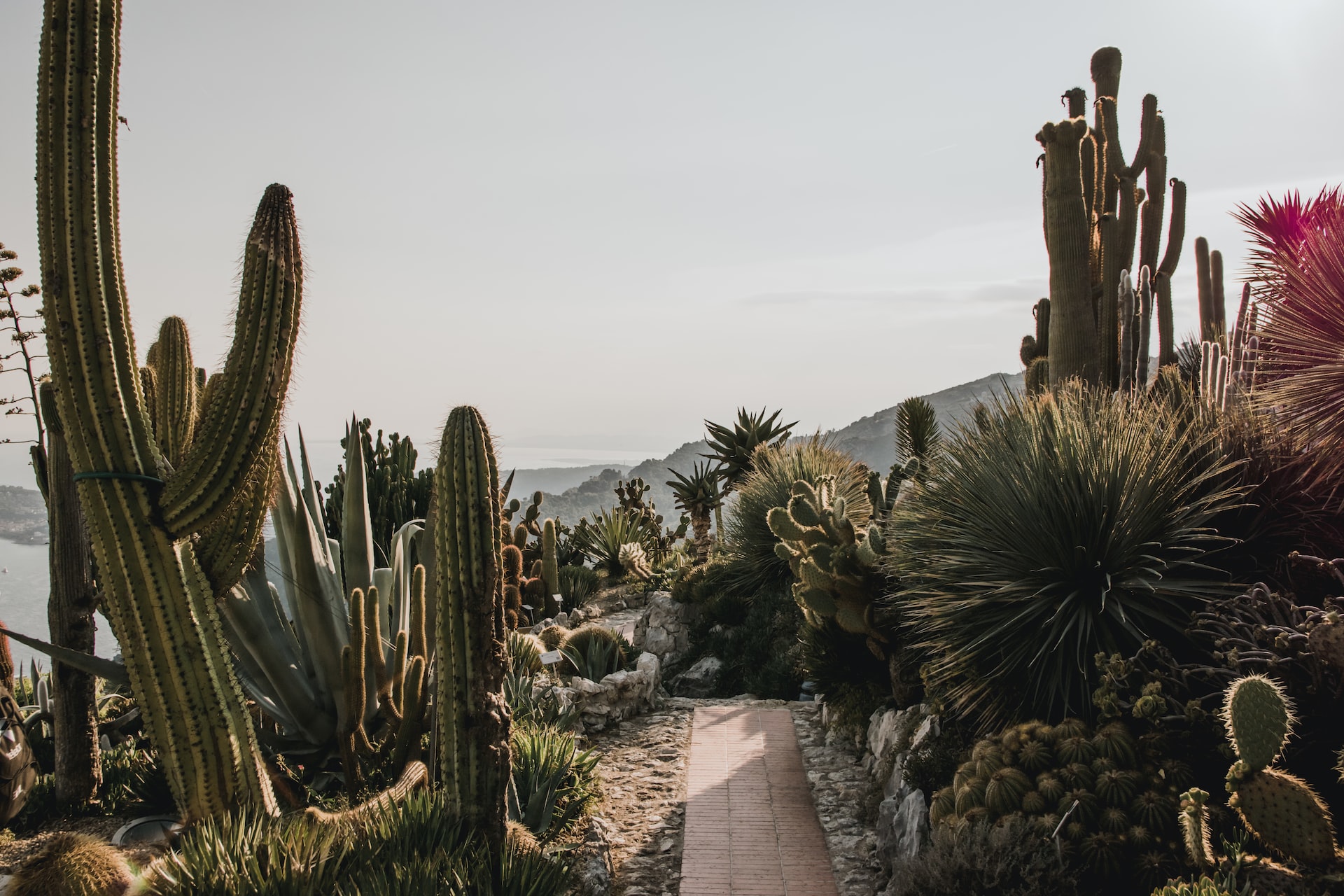 Cacti garden, landscaping, Cactus