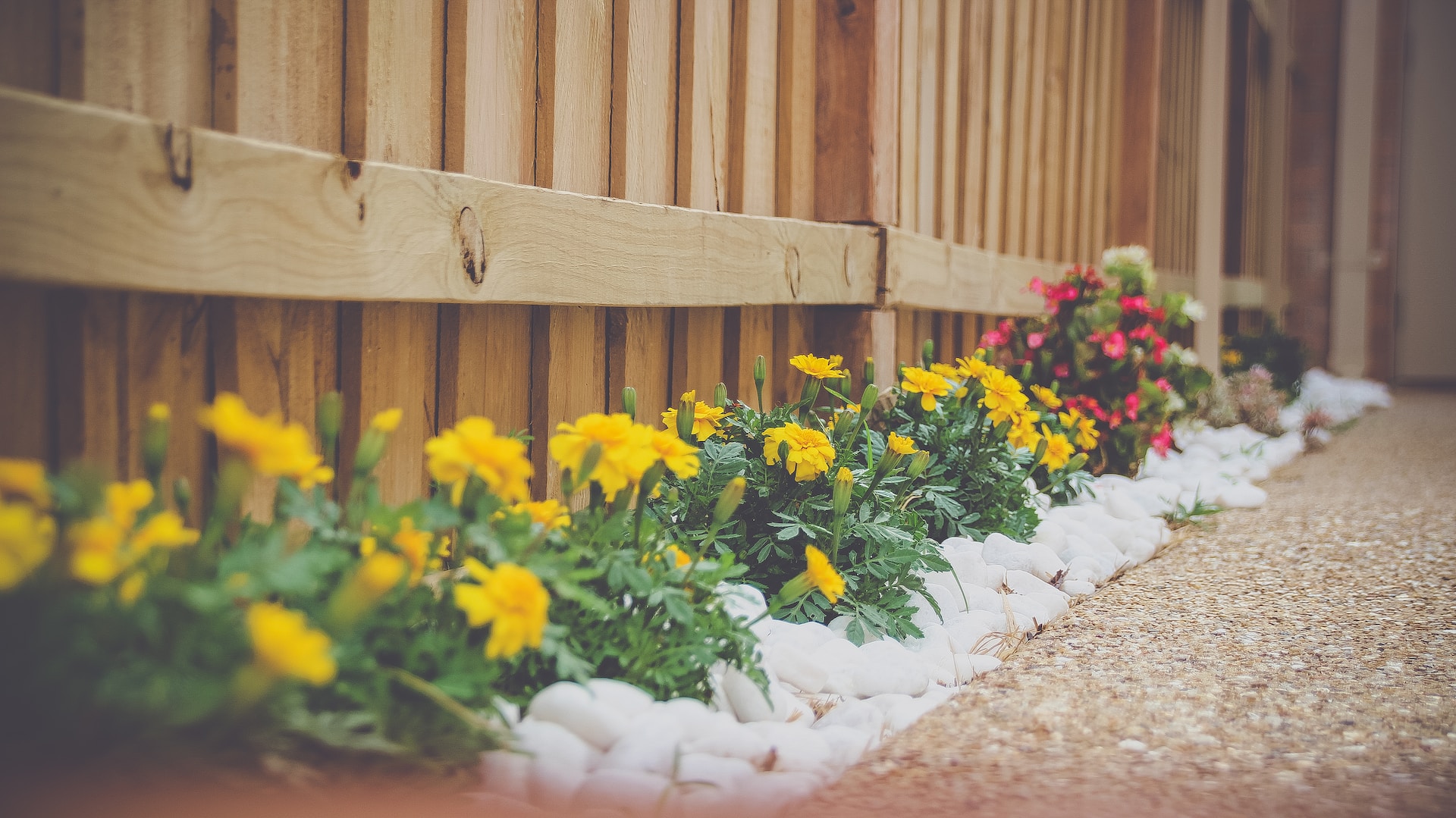 yellow and pink flowers beside a wooden fence. Image by Unsplash