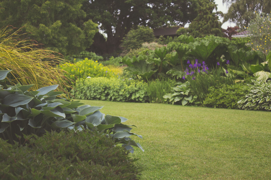 Garden with various green plants, grass