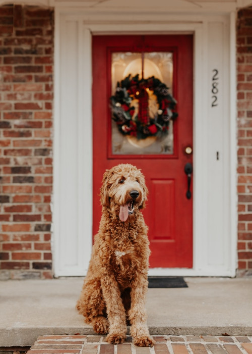 dog sitting in fron of a house door