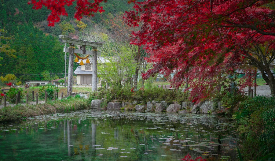 Pond, green and red leaf trees