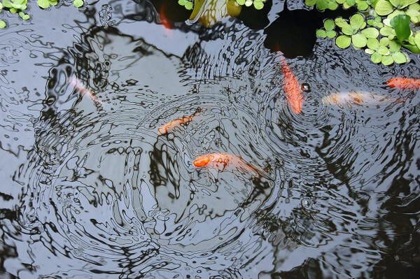 Koi Pond, fish