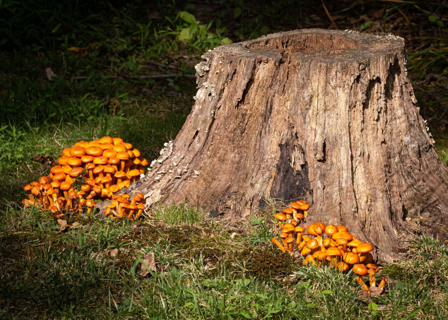 Tree stump with mushrooms growing around it