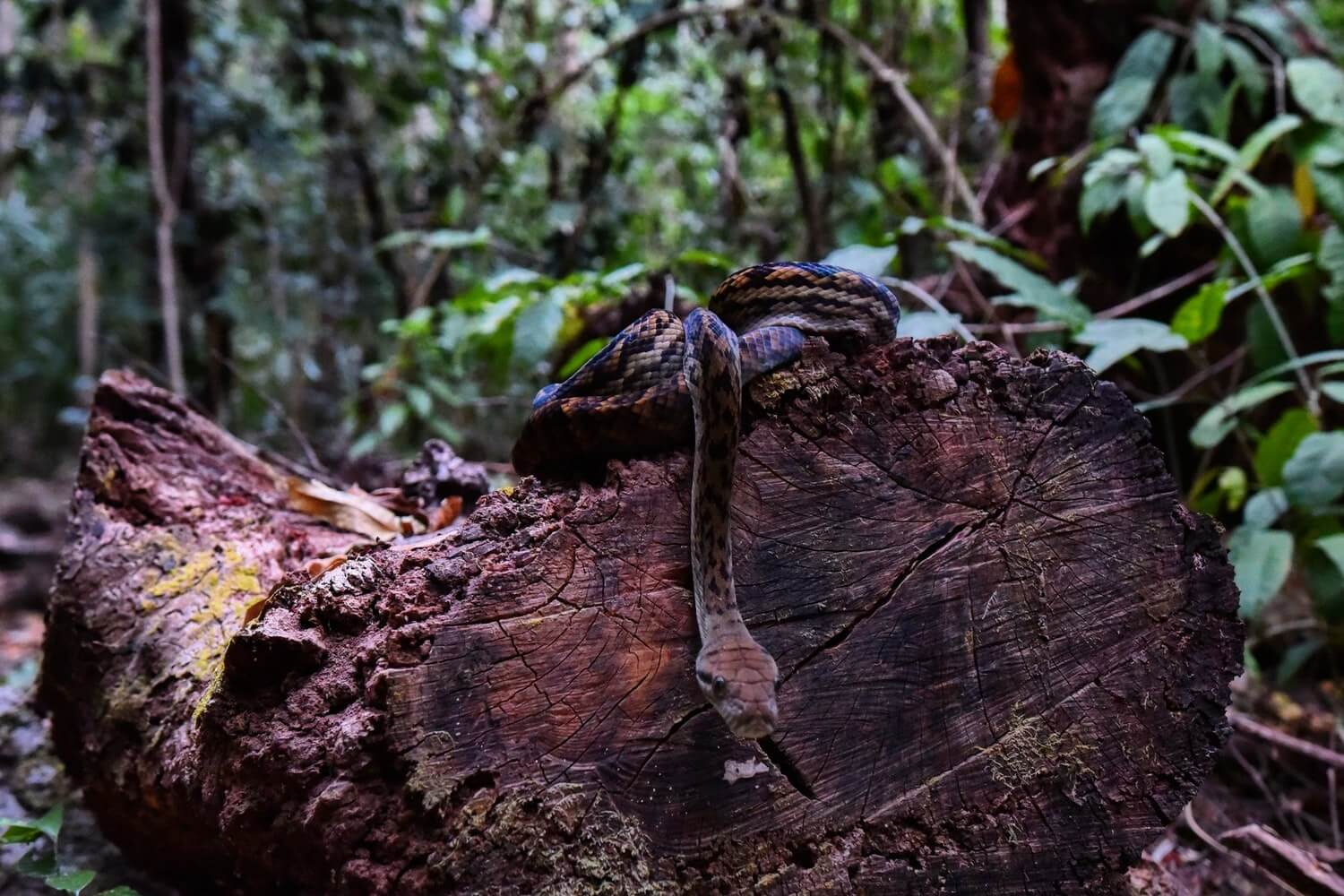 Tree stump with a snake on top of it