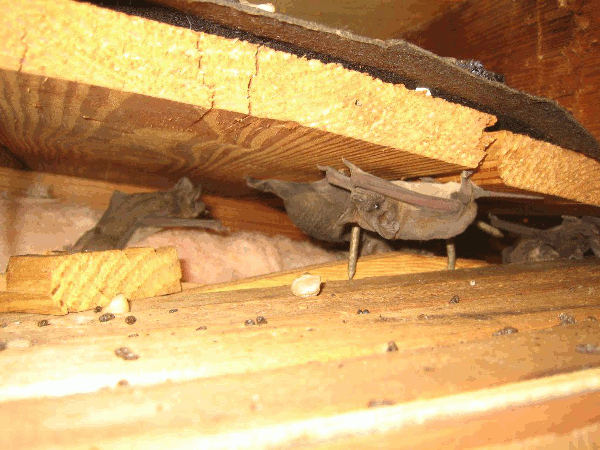 Bats in the attic