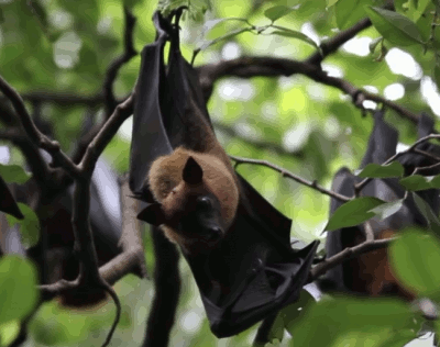 Bats in a Tree