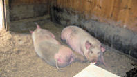 picture from Drumlin Farm, pigs
