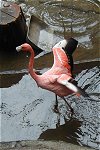 Flamingo at the Franklin Zoo