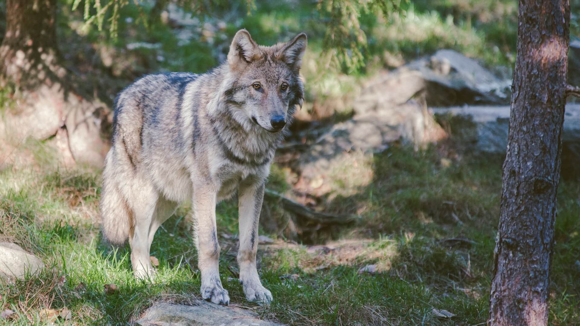 wolf, image by Unsplash
